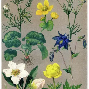 Old chromolithograph illustration of Botany, Ranunculaceae, buttercup or crowfoot family - a family of over 2, 000 known species of flowering plants in 43 genera, distributed worldwide Old chromolithograph illustration of Botany, Ranunculaceae, buttercup or crowfoot family - a family of over 2, 000 known species of flowering plants in 43 genera, distributed worldwide