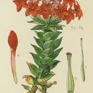 Old chromolithograph illustration of Botany, scarlet crassula (Crassula coccinea or Rochea Coccinea) Old chromolithograph illustration of Botany, scarlet crassula (Crassula coccinea or Rochea Coccinea)