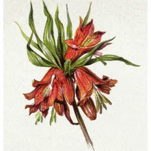 Old chromolithograph illustration of Botany, Crown imperial, imperial fritillary or Kaiser's crown (Fritillaria imperialis rubra) Old chromolithograph illustration of Botany, Crown imperial, imperial fritillary or Kaiser's crown (Fritillaria imperialis rubra)