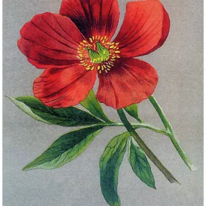 Old chromolithograph illustration of Botany, the common peony or garden peony (Paeonia officinalis) a species of flowering plant in the family Paeoniaceae Old chromolithograph illustration of Botany, the common peony or garden peony (Paeonia officinalis) a species of flowering plant in the family Paeoniaceae