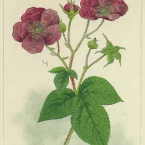 Old chromolithograph illustration of Botany, the purple-flowered raspberry, flowering raspberry, or Virginia raspberry (Rubus odoratus) Old chromolithograph illustration of Botany, the purple-flowered raspberry, flowering raspberry, or Virginia raspberry (Rubus odoratus)