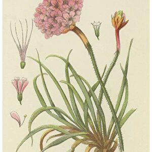 Old chromolithograph illustration of Botany, thrift, sea thrift or sea pink (Armeria maritima)