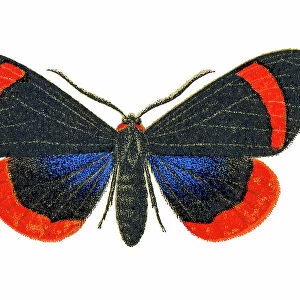 Old chromolithograph illustration of Coreura fida moth