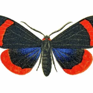 Old chromolithograph illustration of Coreura fida moth