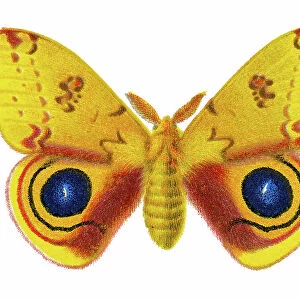 Old chromolithograph illustration of Corn Hyperchira Io Moth