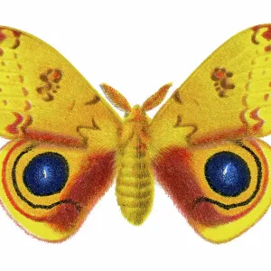 Old chromolithograph illustration of Corn Hyperchira Io Moth