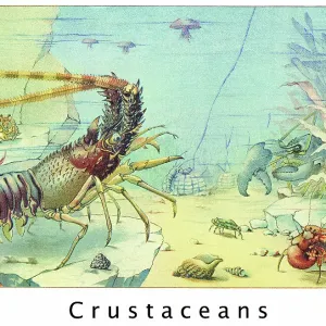 Old chromolithograph illustration of Crustaceans