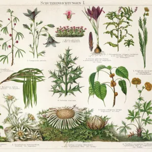 Old Chromolithograph illustration of Defence mechanisms of different plants