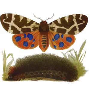 Old chromolithograph illustration of Entomology, Garden tiger moth (Arctia caja)