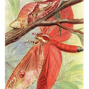 Old chromolithograph illustration of Entomology, Common swift moth (Korscheltellus lupulina)