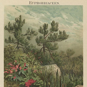Old chromolithograph illustration of Euphorbiaceae