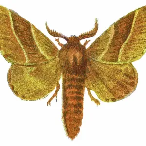 Old chromolithograph illustration of Gastropacha neustria moth
