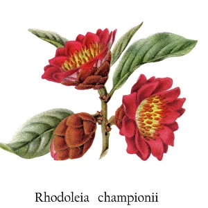 Old chromolithograph illustration of The Hong Kong rose (Rhodoleia championii)