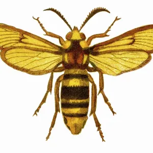 Old chromolithograph illustration of hornet moth or hornet clearwing (Sesia apiformis)