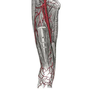 Old chromolithograph illustration of human circulatory system - Crural arteries