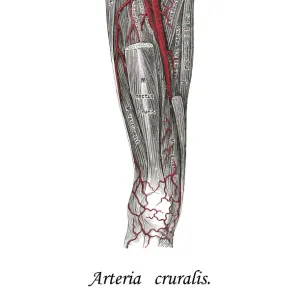 Old chromolithograph illustration of human circulatory system - Crural arteries