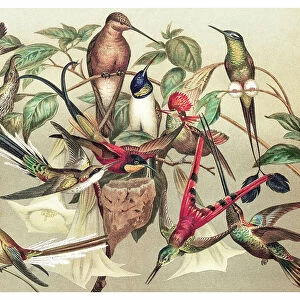Old chromolithograph illustration of hummingbirds