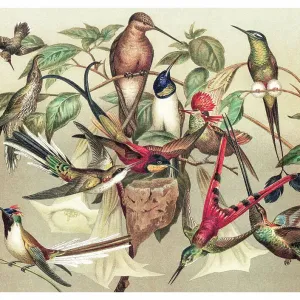 Old chromolithograph illustration of hummingbirds