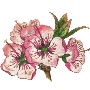 Old chromolithograph illustration of japanese bush cherry, Oriental bush cherry, or Korean bush cherry (Prunus japonica or Cerasus japonica)