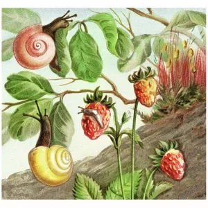 Old chromolithograph illustration of Land Molluscs, snails