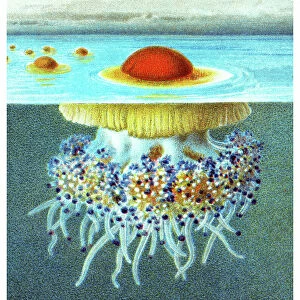 Old chromolithograph illustration of Mediterranean jellyfish, Mediterranean jelly or fried egg jellyfish (Cotylorhiza tuberculata)