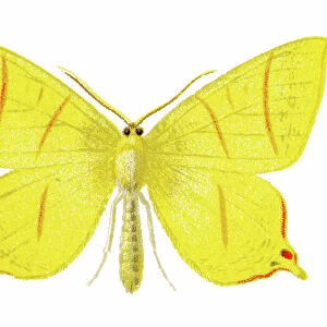 Old chromolithograph illustration of moth, The swallow-tailed moth (Ourapteryx sambucaria)