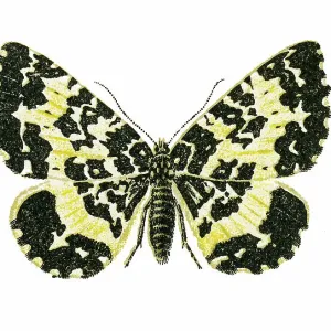 Old chromolithograph illustration of moth, The argent and sable moth (Rheumaptera hastata)