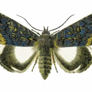 Old chromolithograph illustration of moth, the white underwing moth or alchymist (Catephia alchymista)