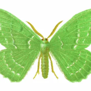 Old chromolithograph illustration of moth, The large emerald (Geometra papilionaria)
