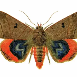 Old chromolithograph illustration of moth, Lagoptera elegans