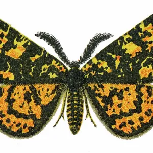 Old chromolithograph illustration of moth, Eurranthis plummistaria