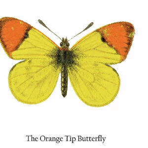 Old chromolithograph illustration of the Orange Tip Butterfly