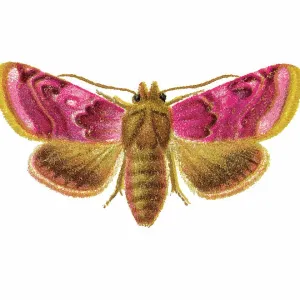 Old chromolithograph illustration of Periphanes delphinii moth