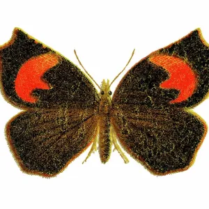 Old chromolithograph illustration of Pterodecta felderi moth