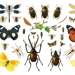 Old chromolithograph illustration of Sexual dimorphism within insects