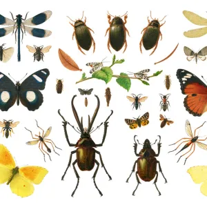 Old chromolithograph illustration of Sexual dimorphism within insects