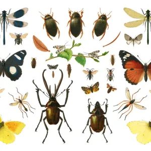 Old chromolithograph illustration of Sexual dimorphism within insects Old chromolithograph illustration of Sexual dimorphism within insects