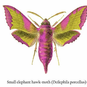 Old chromolithograph illustration of small elephant hawk-moth (Deilephila porcellus)