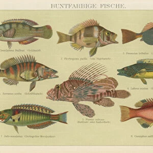 Old chromolithograph illustration of Tropical Fish