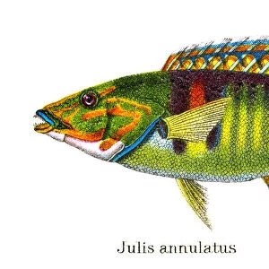 Old chromolithograph illustration of Tropical Fish, killifish (Julis annulatus)