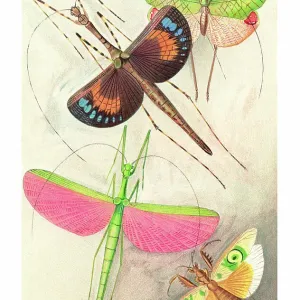 Old chromolithograph of Orthoptera Insects