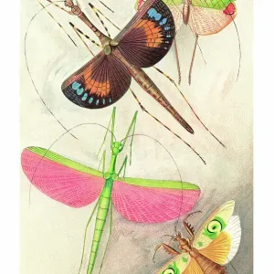 Old chromolithograph of Orthoptera Insects