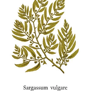 Old engraved illustration of a Algae, brown seaweed (Sargassum vulgare)