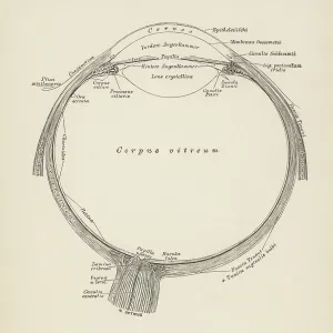 Old engraved illustration of anatomy of the human eye, section of the eyeball