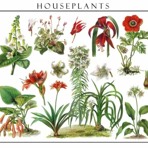 Old engraved illustration of blossom houseplants Old engraved illustration of blossom houseplants