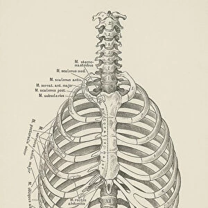 Old engraved illustration of bones of human spine and ribs