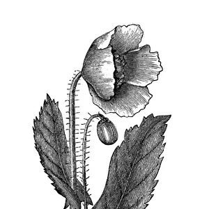 Old engraved illustration of Botany, Poppy flower (Papaver officinale)
