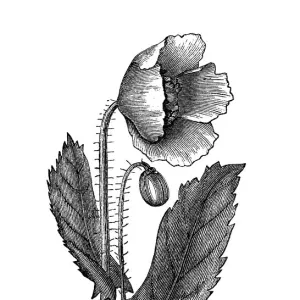 Old engraved illustration of Botany, Poppy flower (Papaver officinale)