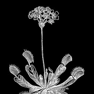 Old engraved illustration of Botany, the Venus flytrap (Dionaea muscipula)