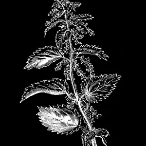 Old engraved illustration of Botany, a common nettle (Urtica dioica)